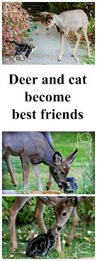 You Are My Deer Friend Read This Beautiful Story About How Deer And A Cat Became Best Friends Http Www Traveling Cat Animals Nature Animals Williams Lake