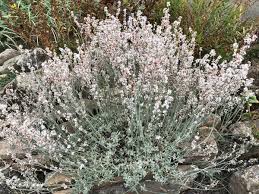 Image result for Eriospermum roseum