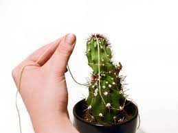 Rambunctious children, marauding cats or just a careless bump can knock a piece off your cherished cactus. How To Mend A Cactus Ifixit Repair Guide