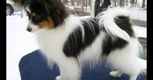 Black And White Papillon Puppy Starsign Papillons Porteur Papillon Puppy Papillon Dog Papillon Dog Puppy