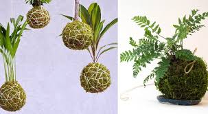 La categoria di bonsai da interno comprende tutte le varietà che hanno in comune due fattori: Kokedama La Tecnica Di Giardinaggio Giapponese Facile Da Copiare Curioctopus It