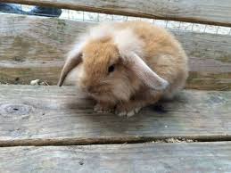 Floppy Ear Bunny Rabbits Barboursville West Virginia With Images Floppy Eared Bunny Rabbit Floppy Ears