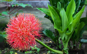Image result for Scadoxus multiflorus