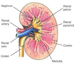 Because the kidney filters blood, its network of blood vessels is an important component of its structure and function. Icse Solutions For Class 10 Biology The Excretory System A Plus Topper