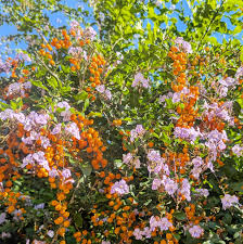 Image result for Duranta erecta