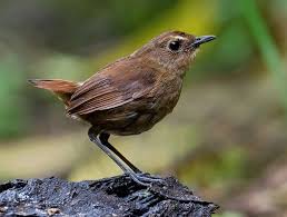 Mengenal lebih dekat burung gunung si flamboyan di lengkapi dengan perbedaan jantan dan betina. Cara Membedakan Burung Jongkangan Jantan Dengan Betina