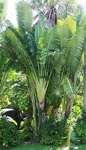 White Bird Of Paradise Images White Bird Of Paradise Plants Plants That Love Shade Tropical Landscaping