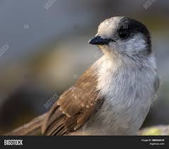 What is the range of the mountain bluebird? Gray Jay Sitting On Image Photo Free Trial Bigstock