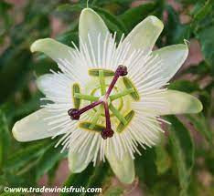 White Crown Passion Flower On Arbor Perennial Vine Edible Fruit Dried Flowers For Tea Full Sun To Blue Passion Flower Passiflora Caerulea Passion Flower