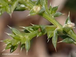 Image result for Salsola