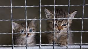 Die katze ist 7 woche alt und männliche.hallo, leider aus familien und hausordnung grund muss ich meine. Grosse Hunde Und Baby Katzen Welche Tiere Derzeit Oft In Heimen Landen The Weather Channel Artikel Von The Weather Channel Weather Com