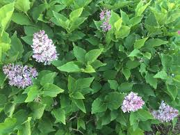 Summer Lilac Www Theomaway Com Garten Pflanzen Pflanzen Garten