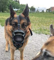 Australia's leading working malinois kennel. Scary Dogs Need Protection Too Kari Neumeyer