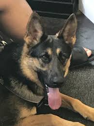 Black seems like a common german shepherd color, but it's not as popular as you may think! Lost Dogs Illinois On Twitter Lost Chicago Il Humboldtpark Hirsch Evergreen Bear Male German Shepherd Dog Black Tan Call 773 717 6101 Microchipped Friendly Cook County 60651 Missing 06 29 2018 Missing With German Shepherd Puppy