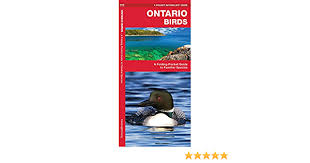 3 people found this helpful. Ontario Birds A Folding Pocket Guide To Familiar Species Wildlife And Nature Identification Kavanagh James Waterford Press Leung Raymond 9781583552827 Amazon Com Books