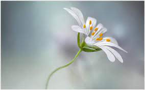 Single Flower Beauty Hd Wallpaper Single Flower Beauty Hd Wallpaper 1080p Single Flower Beauty Hd Wallpaper D Single Flower Flower Beauty Nature Photography