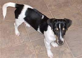 Read on to know more about some of the popular rat terrier crosses. Toy Rat Doxie Dog Breed Information And Pictures