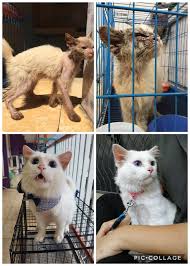You should make an appointment with your vet to determine. Reddit Users Share Photos Of Cats Before And After Adoption Inspiremore