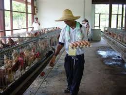Check spelling or type a new query. Garis Panduan Amalan Penternakan Ayam Penelur Yang Baik Teratak Maya Tempatku Lepak