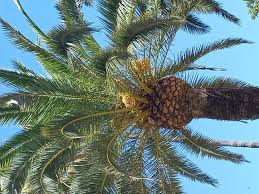 Image result for Phoenix canariensis