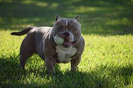 Venomline Discusses The Best Dog Foods Supplements Training For Pocket Bully S Pocket Bully American Bully Pocket Pitbull