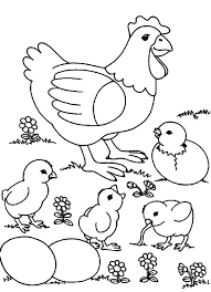 Chickens live about 5 to 7 years. Chicken Coloring Pages Best Coloring Pages For Kids