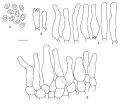 Image result for Simocybe centunculus