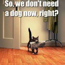 Cute Cats Doing Funny Stuff Cute Cats Kijiji Cat Memes Cute Cats Funny Animal Pictures