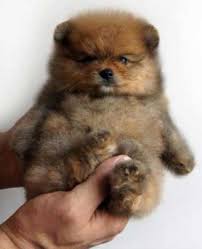 We also have teddy bear pomeranian for sale near me, pomeranian puppies for sale in md, pomeranian puppies for adoption, pomeranian puppies near me and pomeranian puppies for sale under $300. Teacup Teddy Bear Pomeranian For Sale Teacup Pomeranian