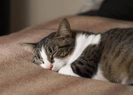 Afternoon Nap This Is My 6 Year Old Cat Mama Maow Https Ift Tt 2q8fveq Mama Cat Old Cats Cats