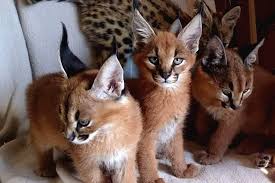 Satilik Serval Ve Caracal Yavru Kedi Binbirkopek Com