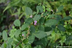 Image result for Galactia