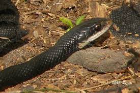 Southern Black Racer Snake Coluber Constrictor Priapus Black Racer Snake Florida Native Plants