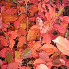 Arbousier, arbre aux fraises unedo rubra. Aronia Arbutifolia Brilliant Aronie A Feuilles D Arbousier Brilliant