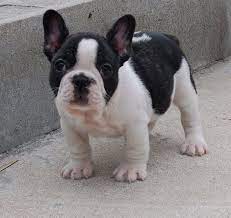 Stocky And Pied French Bulldog Puppy Baby Animals Cute Animals Bulldog Puppies