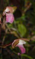 Image result for Eulophia parvula