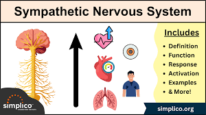 Image result for Sympathetic Nervous System