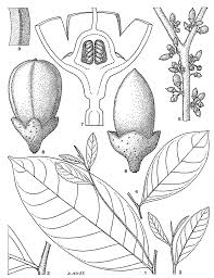 Image result for Rhaptopetalum