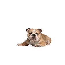 Maybe you would like to learn more about one of these? Victorian Bulldog Puppies Furrybabies