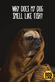 Why Does My Dog Smell Like Fish Dog Smells Dog Allergies Dog Gear