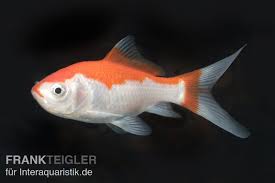 Die laichbereitschaft der karpfen wird in erster linie durch die wassertemperatur verursacht. Goldfisch Sarassa Rot Weiss Carassius Auratus Kaltwasser Tiere Zierfische Kaltwasserfische