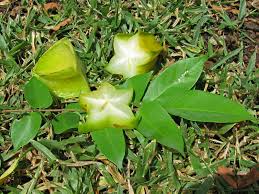 Image result for Averrhoa carambola