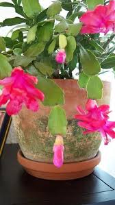 If you manipulate these things yourself, you can time a bloom just how you'd like. My Christmas Cactus Blooming In April Orchid Cactus Easter Cactus Christmas Cactus