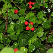 Image result for Geophila repens