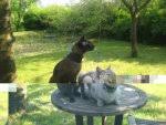 Garten katzensicher plexiglas google suche katzengarten. Ferienwohnung Mit Gesichertem Garten Oder Balkon Katzenforum Mietzmietz Das Forum Uber Katzen
