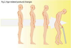 Image result for Body Composition Changes with Aging