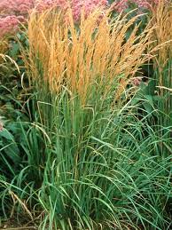 This has become a widespread problem this fall. 13 Terrific Tall Grasses Hgtv