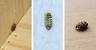 Early Stage Signs Of Bed Bugs On Couch