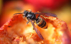 Comment Faire Fuir Un Frelon Frelon Frelon Asiatique Piqure Frelon