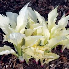 Image result for Hosta White Feather
